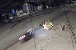 Clip: Phóng xe máy tông vào đàn bò nằm giữa ngã tư, tài xế gặp họa đáng sợ