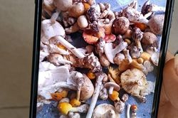 Hai trẻ ở Tây Ninh nhập viện sau khi ăn loại nấm có hình thù lạ