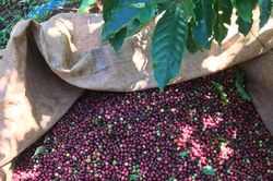 Giá nông sản ngày 26/6/2023: Cà phê tăng, hồ tiêu đạt 72.000 đồng/kg
