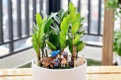 Cây kim tiền hợp với người mệnh nào nhất?