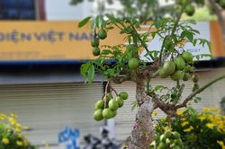 Xã Cam Hiệp Bắc: Tổ chức hội thi cây cảnh 'Bonsai' năm 2023