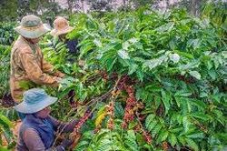 Cà phê ở Gia Lai giảm 800.000 đồng/tấn