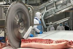 Giá heo hơi hôm nay 4/7: Giá heo hơi miền Bắc đạt đỉnh mới, cao nhất 66.000 đồng/kg
