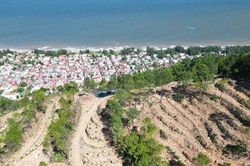 Rừng thông nơi 'các cụ già bắn rơi máy bay Mỹ' bị chặt hạ tan hoang