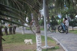 Nha Trang cấm chăn thả động vật nuôi trong khu công viên và tắm chung với người dưới bãi biển