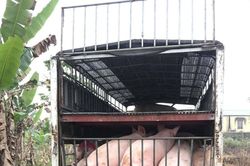 Giá heo hơi hôm nay 18/7/2023: Dao động từ 58.000 - 66.000 đồng/kg