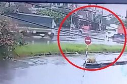 Clip: Tránh đại nạn tông tài xế xe máy, xe container hứng tai họa từ ô tô tải