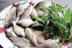 Mua cá diếc ngon nên chọn con to hay con nhỏ?
