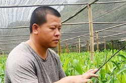 Kim Đồng: Phát triển đa dạng các mô hình sản xuất