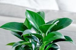 Trồng cây này, người mệnh Mộc sự nghiệp thăng tiến, gia đạo bình an