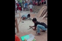 Hôn hổ mang chúa trước đám đông, thanh niên lãnh cú cắn 'tử thần'