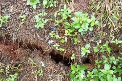Tỉnh Đắk Nông: Tiếp tục huy động các lực lượng giúp nhân dân sớm ổn định cuộc sống