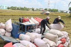 Xuất khẩu gạo: Chớp cơ hội thị trường