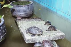 TP.HCM: Hơn 83% vụ về động vật hoang dã từ tin báo xử lý không thành công