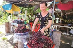 Mùa hái nho rừng