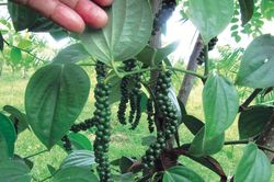 Giá tiêu hôm nay 22/8: Giảm 1.000 đồng/kg bất chấp El Nino đe dọa sản lượng