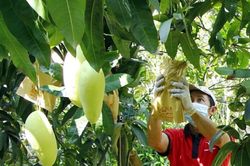 Tăng cường quản lý và giám sát mã số vùng trồng, đóng gói nông sản xuất khẩu