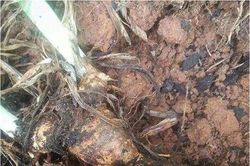 Đào trúng 'vật thể lạ' hình bàn chân, té ngửa khi biết lai lịch