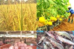 Nông nghiệp tháng 8/2023: Tăng diện tích sản xuất lúa, thủy sản đảm bảo nguồn cung cho xuất khẩu
