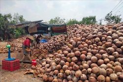 Thị trường dừa khởi sắc sau giai đoạn lên xuống thất thường