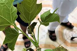 40 học sinh bán trú Tuần Giáo ngộ độc do ăn quả dại