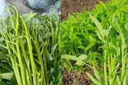 Loại rau 5.000- 7.000 đồng/mớ ở Việt Nam, sang nước ngoài 'đắt xắt ra miếng'