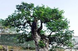 Sững sờ cặp khế sống cả thế kỷ, đại gia nhìn chỉ biết ước
