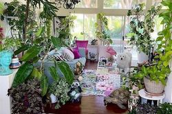 Có 3 loại cây nhà giàu chẳng bao giờ động đến, cố chấp chưng chỉ hao tài tốn của rước vận xui