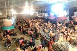 Bộ NN-PTNN đề nghị lập chuyên án đấu tranh, xử lý buôn bán gia cầm lậu