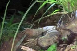 Hổ mang chúa 4 mét đang nuốt dở mồi thì bị buộc phải nôn ra