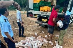 8 tấn thịt gà đông lạnh ở Nghệ An bị tiêu hủy