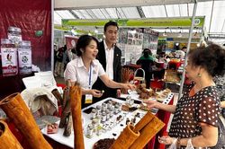 Quế, hồi, cây dược liệu có tiềm năng trở thành một ngành kinh tế