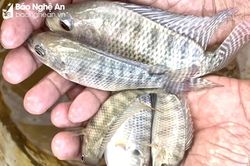 Người dân Quỳ Châu thả lưới 'mót' cá trong ao hồ bị lũ tràn qua