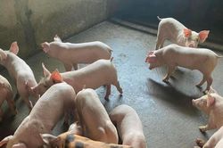 Giá heo hơi hôm nay 16/10/2023: Dao động 48.000 - 53.000 đồng/kg