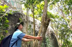 Cây 'lão' chúc không hạt hơn 200 tuổi