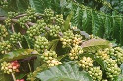 Giá nông sản ngày 20/10/2023: Cà phê quay đầu tăng 1.200 đồng/kg, hồ tiêu ổn định