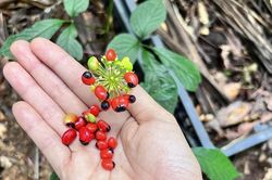 Hạt của cây này có giá tới 240 triệu đồng/kg, là giống cây quý chỉ có ở một số tỉnh của Việt Nam