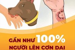 Số nạn nhân bị chó cắn phải tiêm vaccine phòng dại cao gấp 3 lần năm 2022
