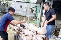 5 địa phương ở thành phố Vinh xuất hiện ổ dịch tả lợn châu Phi
