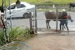 Clip: Ôtô đâm vào bò con, bò mẹ quay sang húc người đi bộ dữ dội