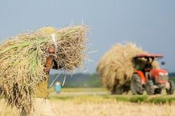 Sẵn sàng triển khai đề án 1 triệu ha lúa chất lượng cao