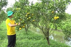 Các điểm tham quan Quýt hồng Lai Vung chuẩn bị đón khách