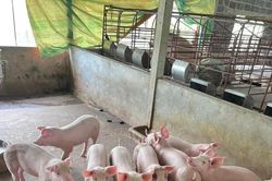 Giá heo hơi hôm nay 6/12/2023: Tiếp tục giảm 1.000 đồng/kg