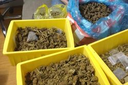 Lên mạng đặt mua cần sa về bán lại kiếm lời