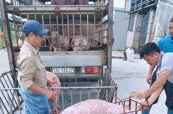 Giá heo hơi hôm nay 8/12/2023: Cả 3 miền giảm nhẹ