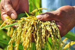 'Khó' của ngành lúa gạo: Giá trị chưa cao, thu nhập còn thấp