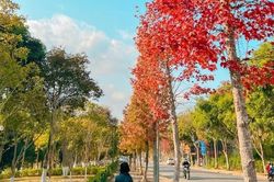 'Mùa phong lá đỏ' tại Lai Châu
