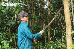Làm giàu từ rừng