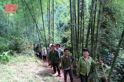 Bảo vệ rừng tận gốc tại Quan Hóa