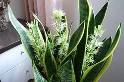 Người xưa nói: '5 hoa đua nở, vạn sự như ý': Cây cảnh này nở hoa, năm mới nhà nhiều tài lộc, giàu có